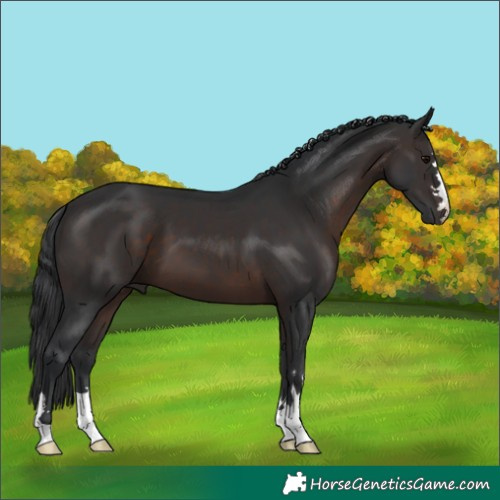Horse Color:Brown 