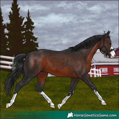 Horse Color:Brown