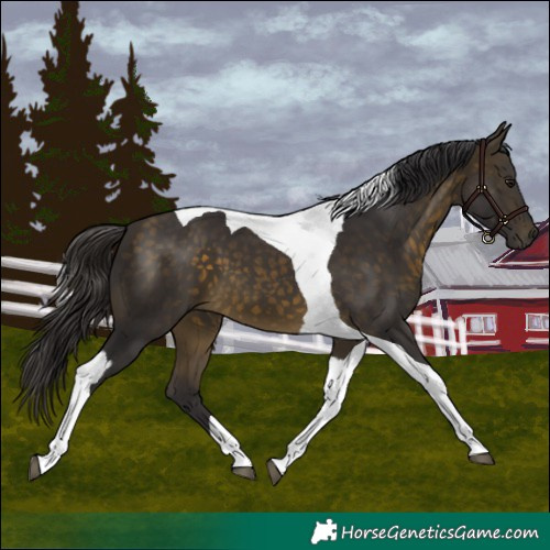 Horse Color:Buckskin Tobiano