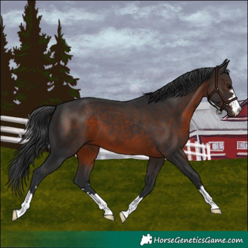Horse Color:Brown 