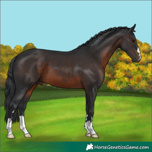 Horse Color:Brown 