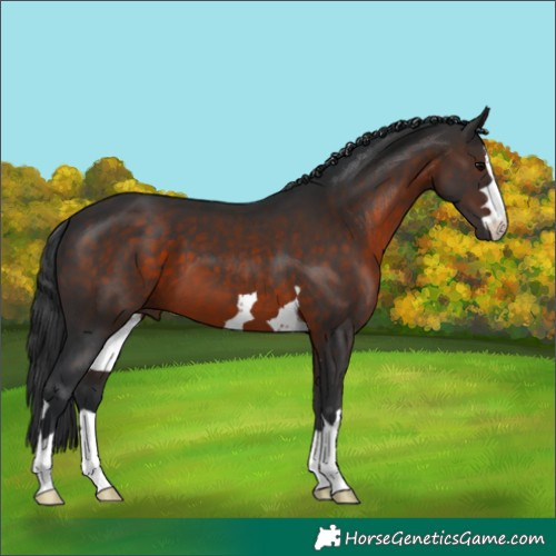 Horse Color:Brown 