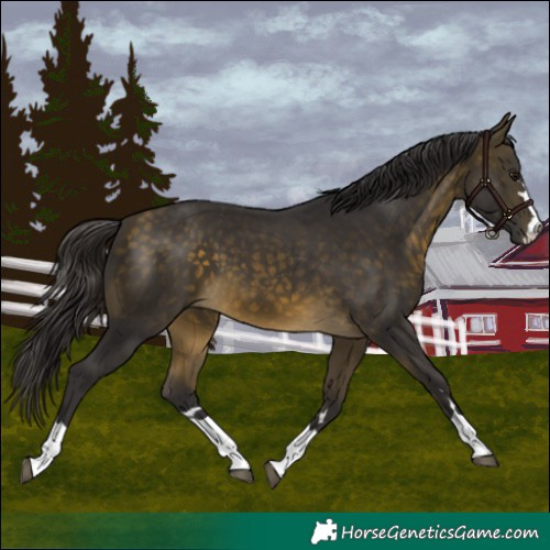 Horse Color:Buckskin 