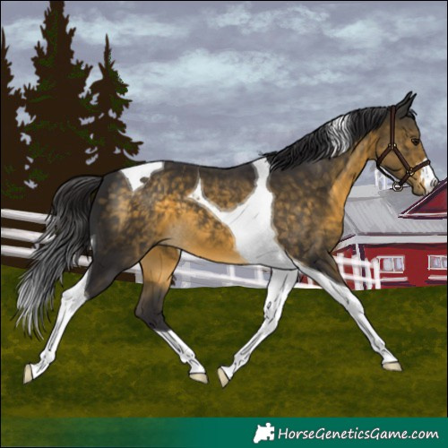 Horse Color:Buckskin Tobiano 