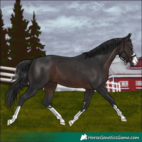 Horse Color:Brown