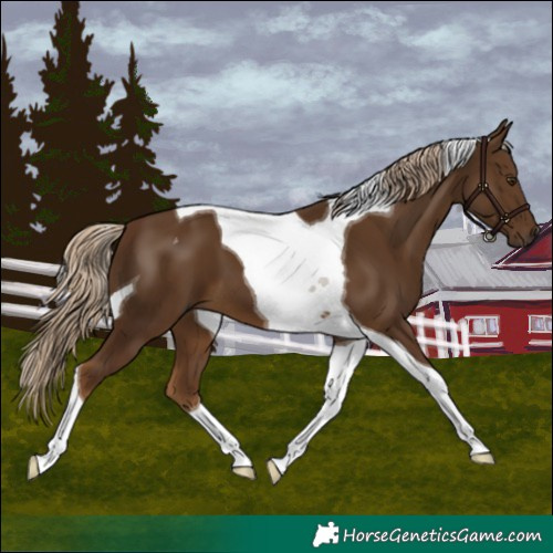 Horse Color:Chocolate Palomino Tobiano 