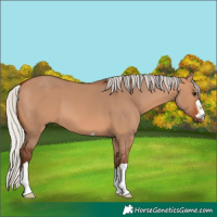 Horse Color:Silver Bay Dun