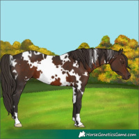Horse Color:White Spotted Liver Chestnut 