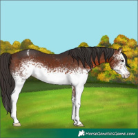 Horse Color:White Spotted Bay Appaloosa
