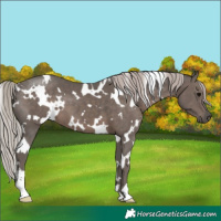 Horse Color:White Spotted Silver Black