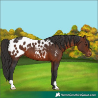 Horse Color:Brown Appaloosa 