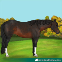 Horse Color:Gray Brown 