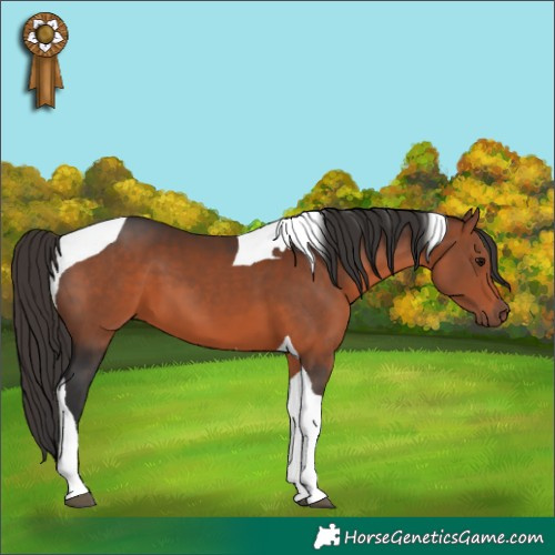 Horse Color:Bay Tobiano 