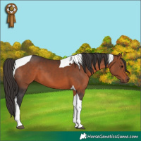 Horse Color:Bay Tobiano 