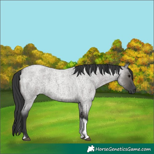 Horse Color:Grullo Roan Tobiano