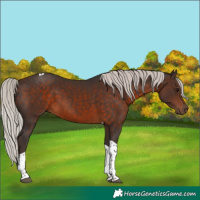 Horse Color:Silver Brown Tobiano