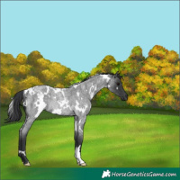 Horse Color:White Spotted Blue Roan Rabicano 