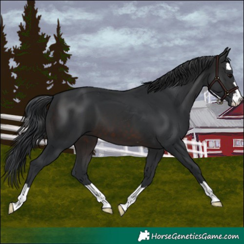 Horse Color:Brown 