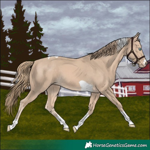 Horse Color:Perlino Tobiano