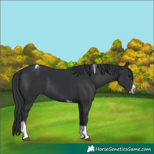 Horse Color:Black Tobiano Frame