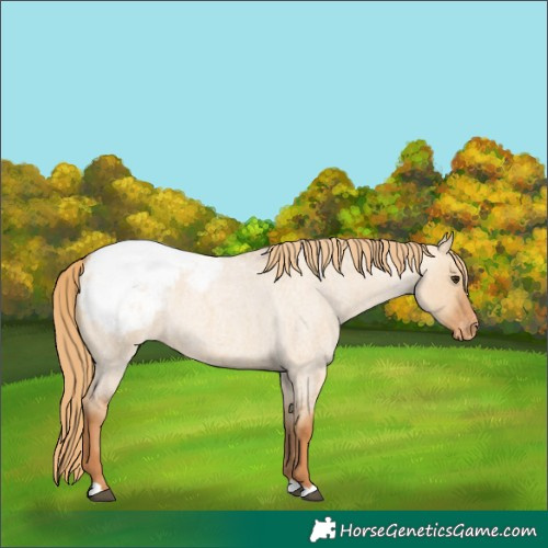 Horse Color:Red Dun Roan Snowcap