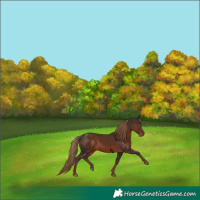 Horse Color:Liver Chestnut Rabicano 