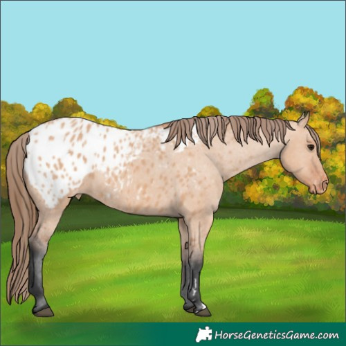 Horse Color:Bay Dun Appaloosa 