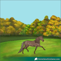 Horse Color:White Spotted Liver Red Dun Rabicano