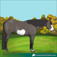 Horse Color:Smoky Grullo Frame 