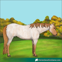 Horse Color:Red Roan