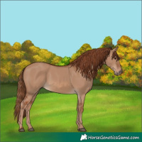 Horse Color:Red Dun