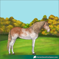 Horse Color:White Spotted Chestnut 
