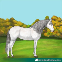 Horse Color:White Spotted Bay