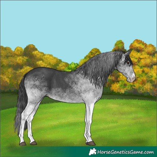 Horse Color:White Spotted Black 