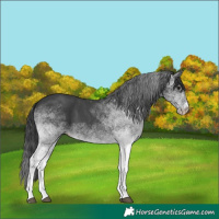 Horse Color:White Spotted Black 