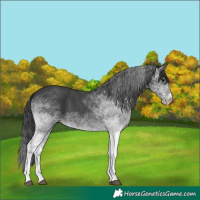 Horse Color:White Spotted Black 