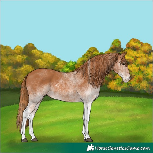 Horse Color:White Spotted Chestnut 
