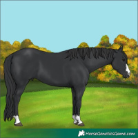 Horse Color:Black 