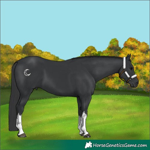 Horse Color:White Spotted Black 