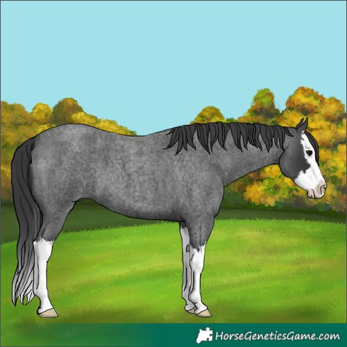 Horse Color:Blue Roan Splash 