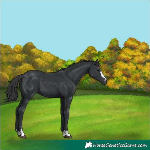 Horse Color:Black 