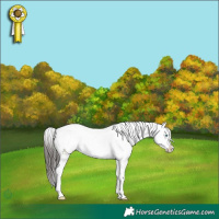 Horse Color:Bay Splash 