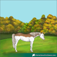 Horse Color:Chocolate Palomino Splash