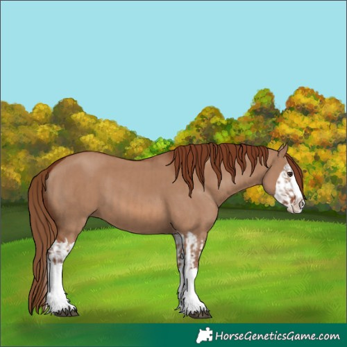 Horse Color:Red Dun Splash  and Red Dun Splash 