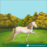 Horse Color:Buckskin Pearl Dun Sabino Rabicano 