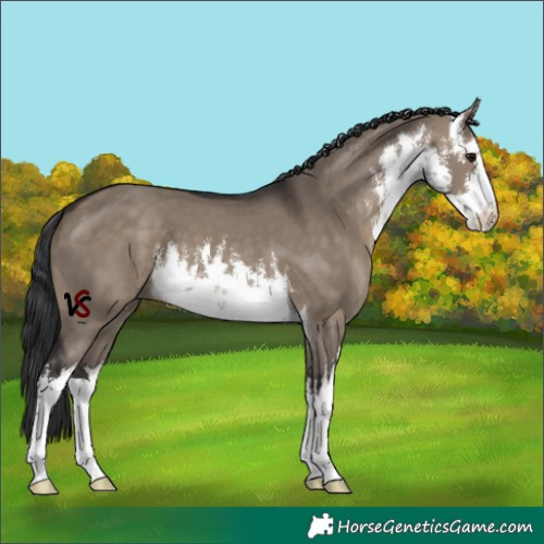 Horse Color:Unknown 