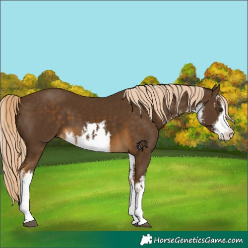 Horse Color:White Spotted Chocolate Palomino 