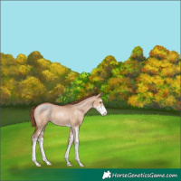 Horse Color:Brown Pearl Dun Sabino