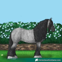 Horse Color:Blue Roan 