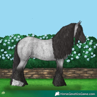Horse Color:Smoky Blue Roan